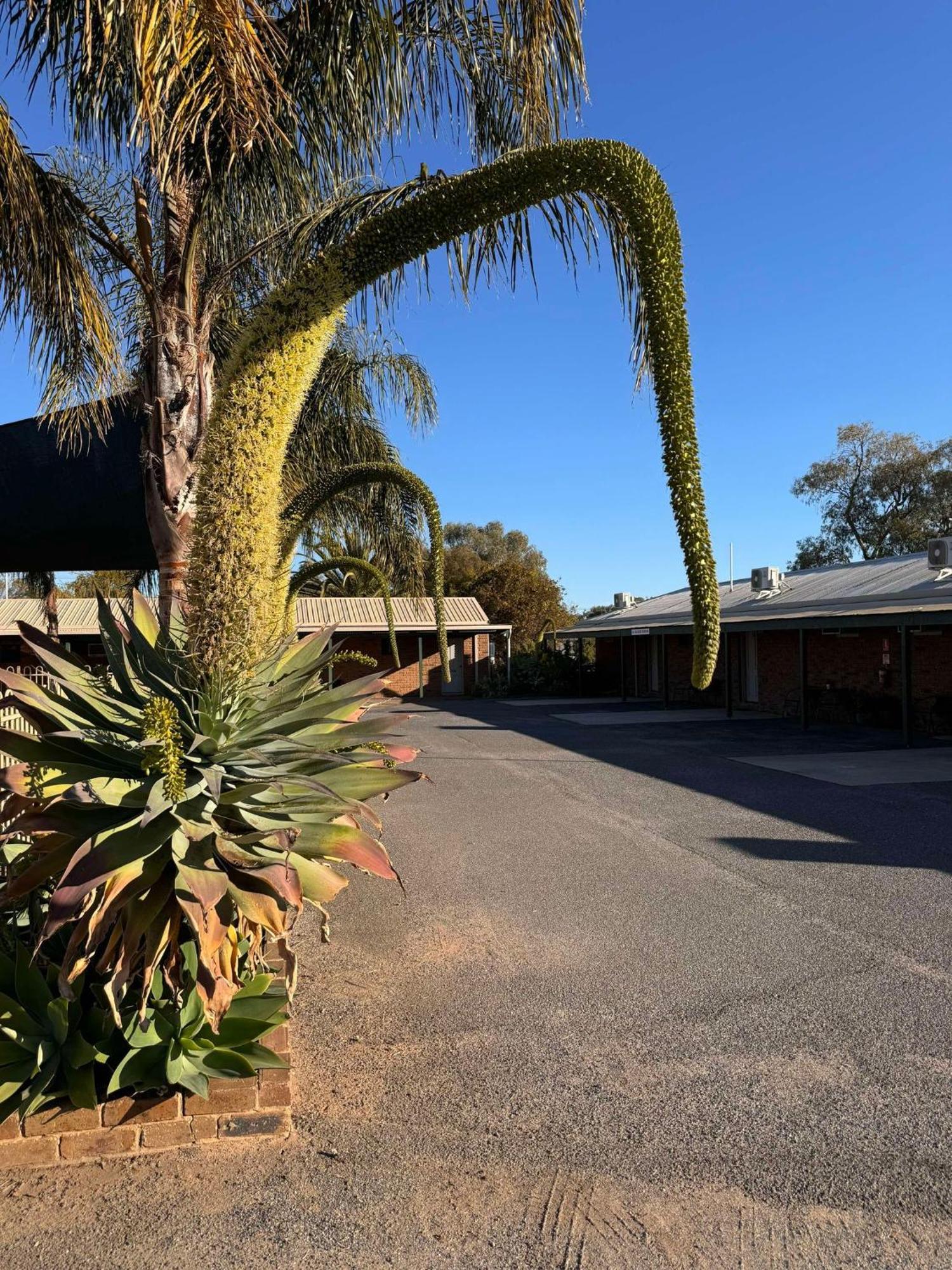 Tooleybuc Motel מראה חיצוני תמונה